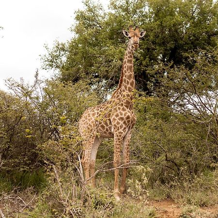 Little Kubu Lodge フッドスプルイト エクステリア 写真