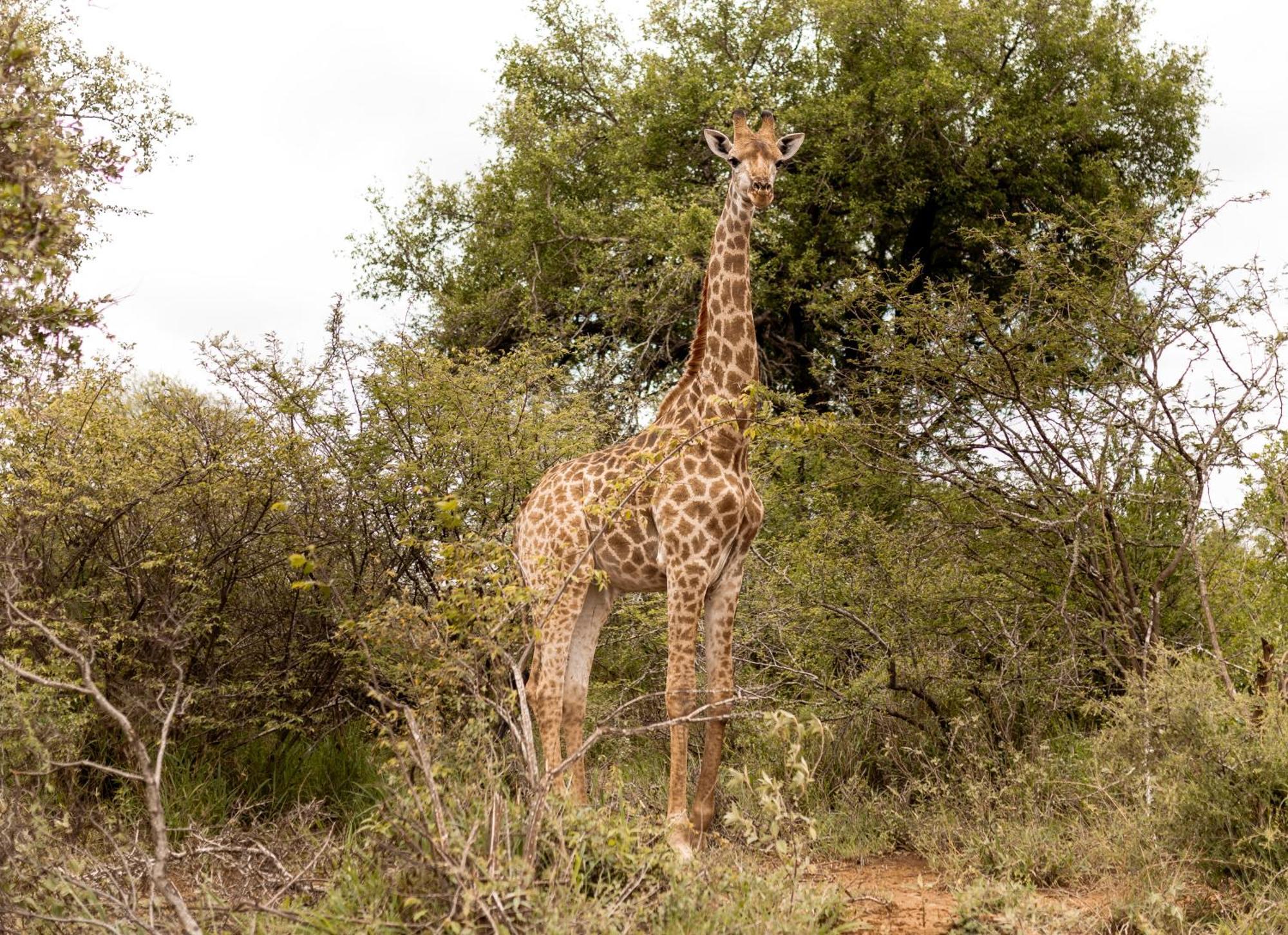 Little Kubu Lodge フッドスプルイト エクステリア 写真